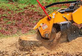 Professional Tree Care in West University Place, TX