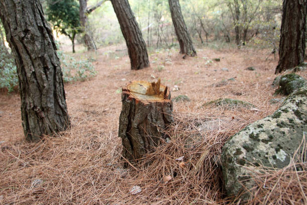 Best Tree Cabling and Bracing  in West University Place, TX