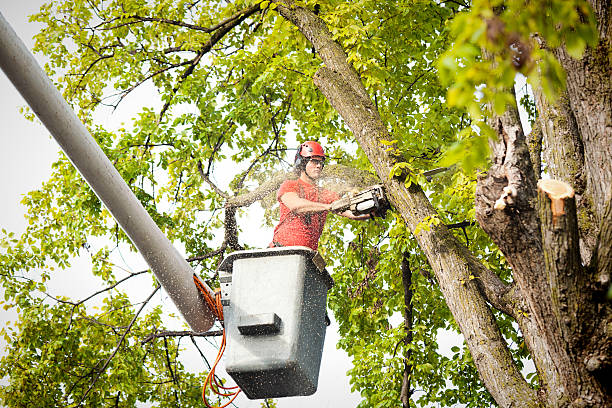 How Our Tree Care Process Works  in  West University Place, TX