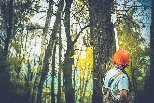 Best Tree Trimming and Pruning  in West University Place, TX