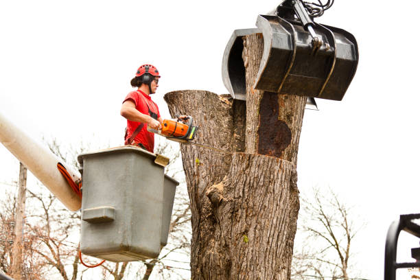 Best Storm Damage Tree Cleanup  in West University Place, TX